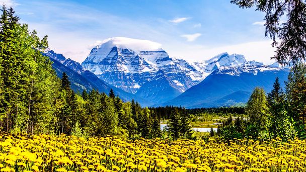 Coperta nuvolosa sul Monte Robson, la montagna più alta delle Montagne Rocciose Canadesi, n Mount Robson Provincial Park nella Columbia Britannica, Canada con un letto di Dandelions in primo piano - Foto, immagini