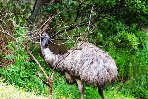 Emú australiano en la reserva de fauna de Tower Hill, Victoria, Australia
 - Foto, imagen