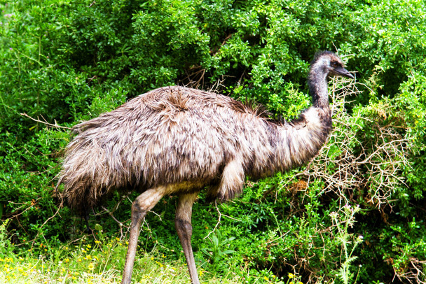 Australijskie emu w rezerwacie przyrody Tower Hill, Victoria, Australia - Zdjęcie, obraz