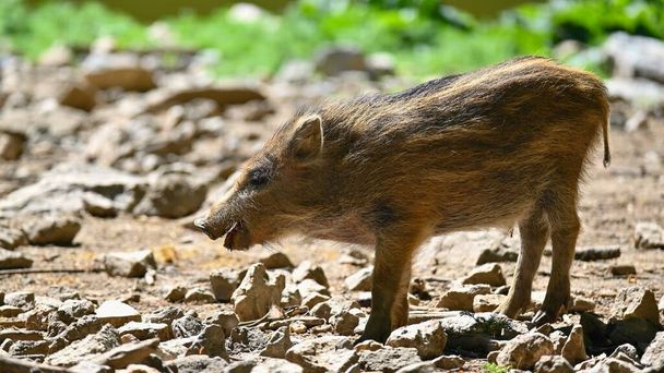 Beautiful little pigs wild in nature. Wild boar. Animal in the forest. - Photo, Image