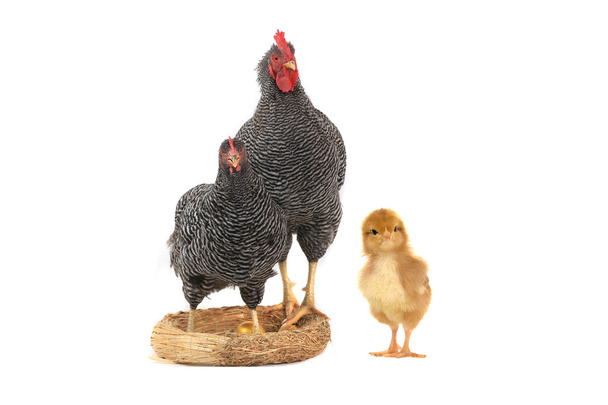 rooster and hen - Foto, imagen