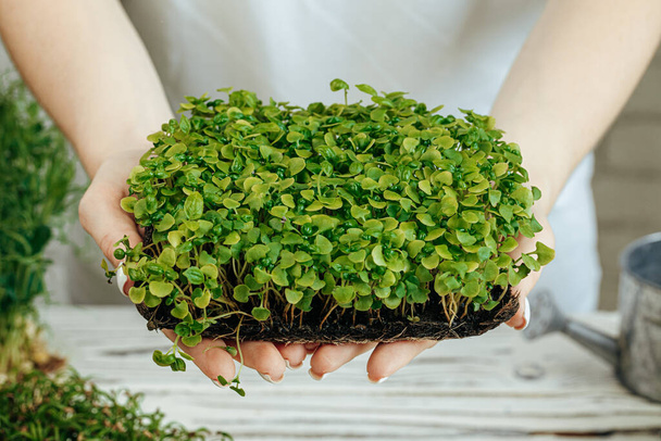 Hands of a woman holding trays with micro green - Fotoğraf, Görsel