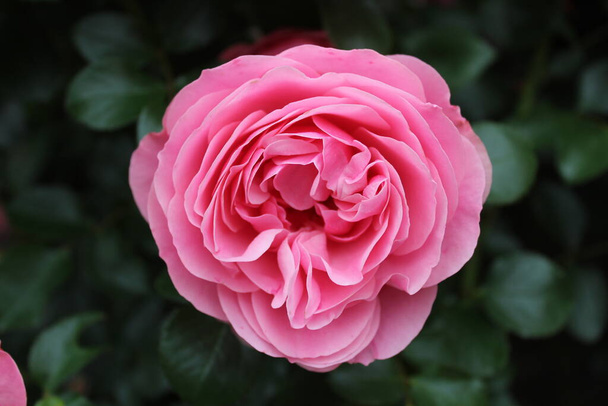 Rosarote Rosen im Garten - Foto, Bild