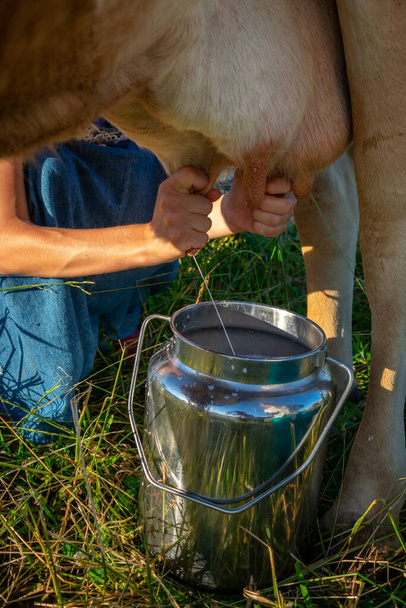 牧草地で牛を搾乳し - 写真・画像