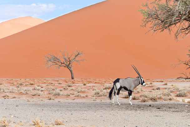 paisagem deserta com oryx
 - Foto, Imagem