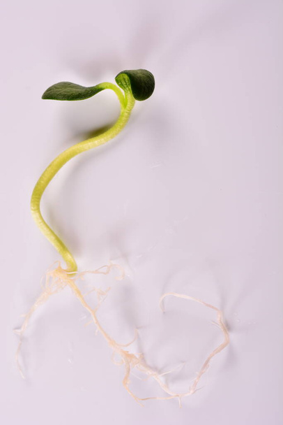 Plántulas de calabaza viva joven Cucurbita criadas hidropónicamente al inicio del desarrollo y listas para plantar en la temporada de primavera con un fuerte sistema radicular saludable que muestra un buen crecimiento
.  - Foto, imagen