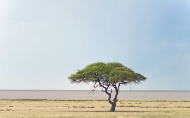 paisaje africano con acacia
 - Foto, Imagen