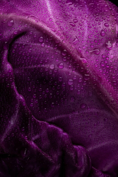 Purple cabbage with water drops lit on a black background - Φωτογραφία, εικόνα