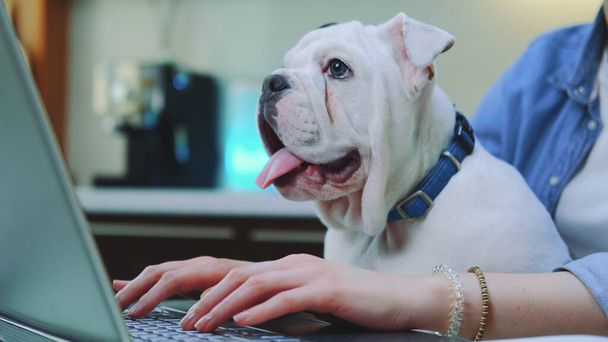 Woman working remotely on computer with bulldog puppy on her knees - Photo, image