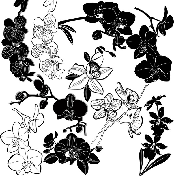 Orchids - Vector, Image