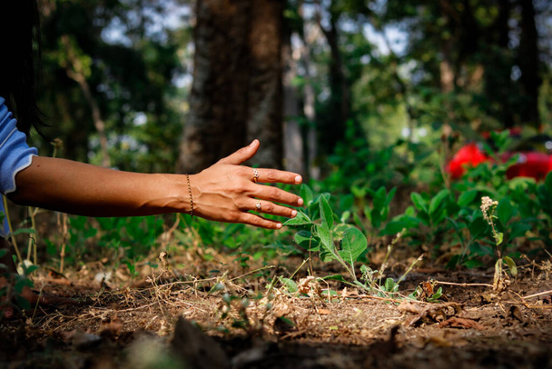Tocar na natureza com a mão nua. GIRL TENTANDO TOMAR LEAF
 - Foto, Imagem