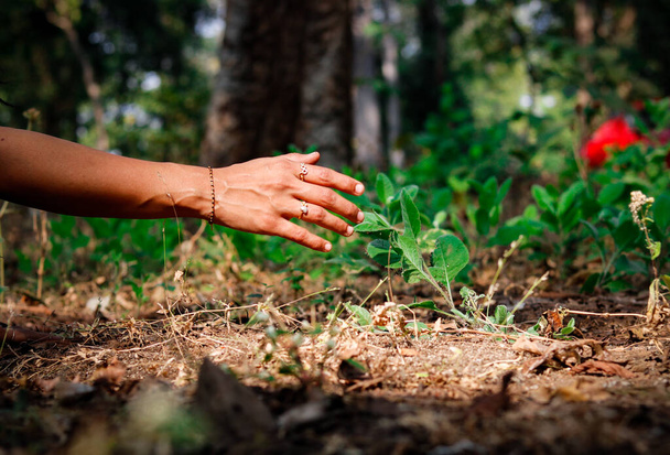 Tocar na natureza com a mão nua. GIRL TENTANDO TOMAR LEAF
 - Foto, Imagem