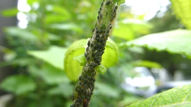 zielone wszy i mrówki na roślinach - Materiał filmowy, wideo