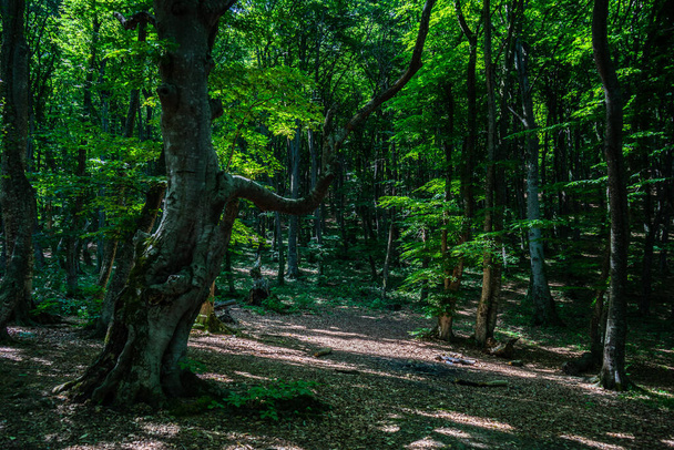 Old summer forest with pathway, morning landscape - Foto, imagen