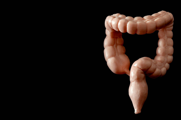 Gastro-intestinale geneeskunde, spijsvertering en darmkanker concept met close-up van een medisch model van de dikke darm of darm geïsoleerd tegen een zwarte achtergrond met kopieerruimte - Foto, afbeelding