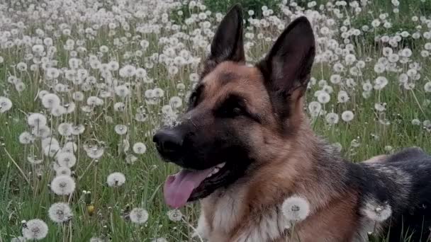 Un berger allemand se trouve et se repose dans un champ de pissenlits blancs. Un beau chien intelligent pur-sang se trouve dans des fleurs sauvages. - Séquence, vidéo