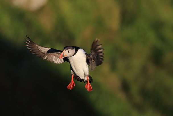 Atlantic Puffin or Common Puffin, Fratercula arctica, Norway - Foto, afbeelding