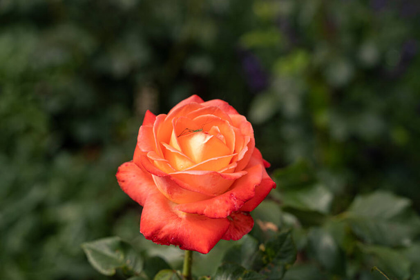 Bella rosa e foglia verde naturale in giardino. Primo piano di una speciale fioritura di rosa in primavera, fiore di rosa, rosso, verde - Foto, immagini