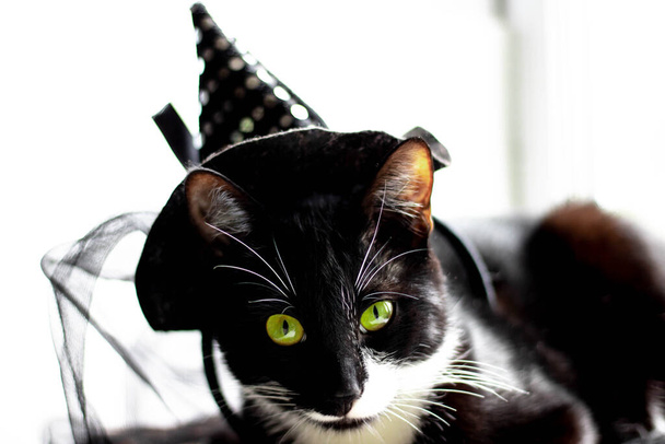 Чорний кіт з капелюхом для Хеллоуїна. ізольовані на білому фоні
. - Фото, зображення