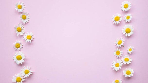 Rosa Hintergrund mit Rahmen von Kamillenblüten und Kopierraum. Gänseblümchen blühen. Muster aus weißen Kamillenblüten mit gelbem Herz. Flache Ebene, Draufsicht. Frühjahrs- oder Sommerkonzept. - Foto, Bild