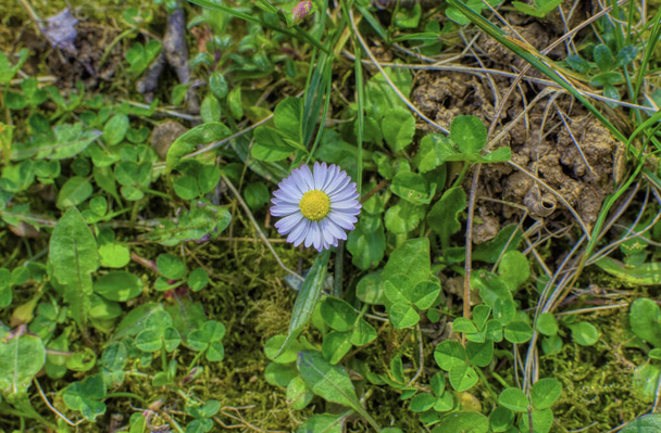 Один одинокий цветок ромашки в природной среде вместе с луговыми растениями и зеленью
. - Фото, изображение
