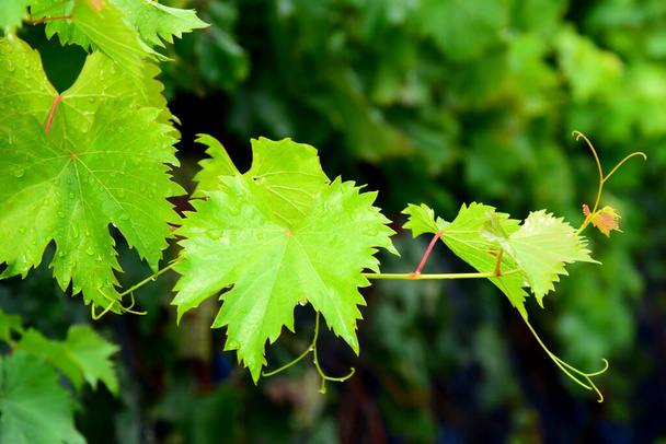 Vinné listy s kapkami deště na vinici v jižním Tyrolsku - detail - Fotografie, Obrázek