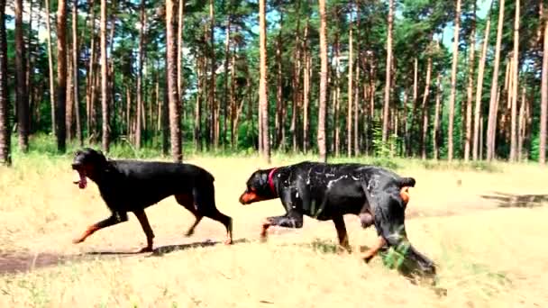 Twee zwarte honden rennen de een na de ander op het grasveld in het bos. - Video