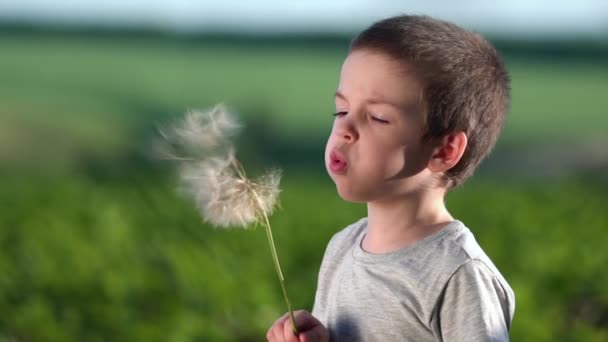 Boy blowing on big dandelion or salsify at sunset. - Footage, Video