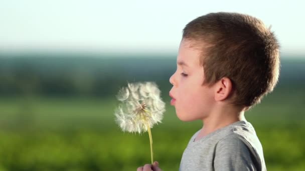 Boy blowing on big dandelion or salsify at sunset. - Footage, Video