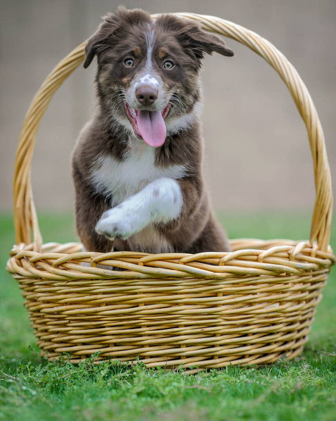 Roztomilé štěně v košíku - Fotografie, Obrázek