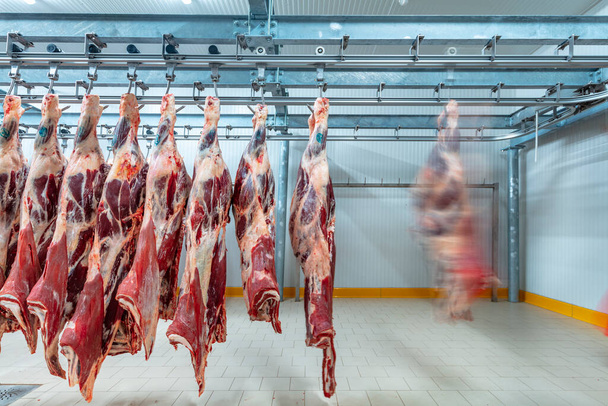 Macello: Flewischer ispeziona metà bestiame appena macellato nel magazzino frigorifero di una macelleria. Taglio halal. - Foto, immagini