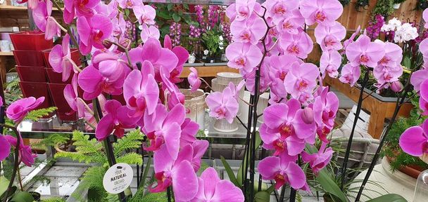 Фон белых орхидей и энтузиазма
 - Фото, изображение