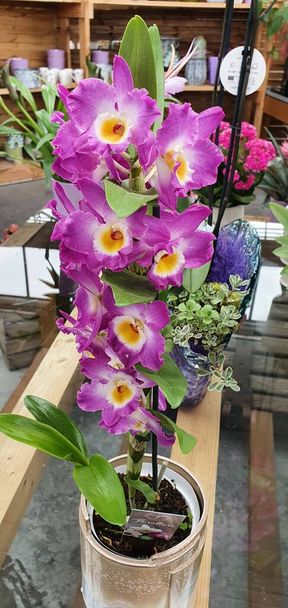 Fondo de orquídeas blancas y entusiastas
 - Foto, Imagen