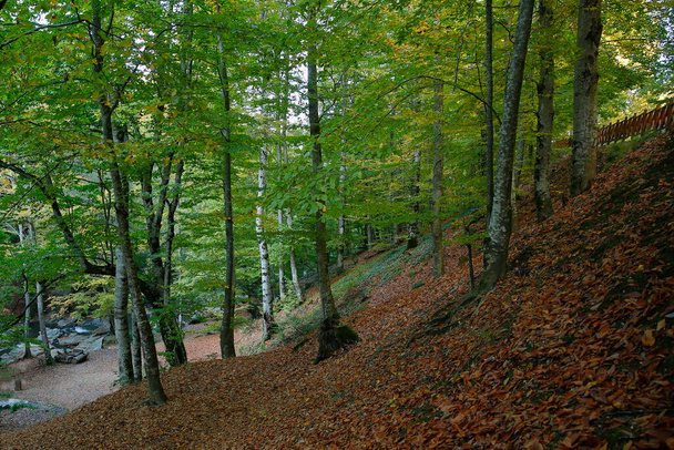 Näkymä Suuctun luonnonpuiston sisältä. Bursa, Turkki - Valokuva, kuva