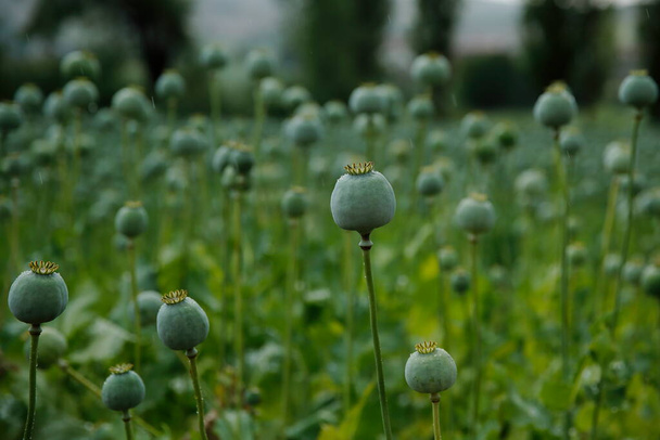 Näkymä sadonkorjuuseen valmistuneelle oopiumikentälle. - Valokuva, kuva