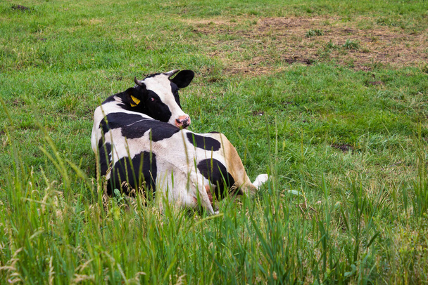 Haustiere. Kuh auf der Weide im Sommer. Eine schwarz-weiße Milchkuh mit einer gelben Marke am Ohr liegt auf dem Gras in der Landschaft und blickt von hinten in den Rahmen. - Foto, Bild