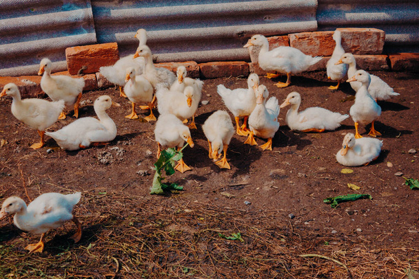 Kırsal bölgelerde ördek yavrusu yetiştiriyorlar. Kümes hayvanları deposu. Rusya 'daki kümes hayvanları bahçesinde genç sarı ördek yavruları. - Fotoğraf, Görsel