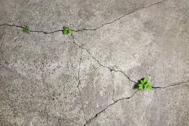 Vanha betonipinta romahtaa ajan myötä. Vihreät kasvit itävät tuloksena halkeamia. Käsitys elämänhalusta, vaikeuksien voittamisesta. Tasainen lay, näkymä ylhäältä kopioi tilaa - Valokuva, kuva