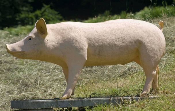 ένα ξύλινο γουρούνι σε ένα πράσινο λιβάδι, σύμβολο εκτρεφόμενων ζώων - Φωτογραφία, εικόνα