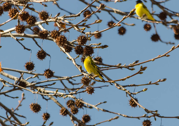 Aves comiendo en el arbol a punto de perder las hojas  5 - Photo, Image