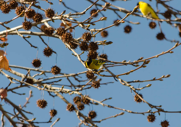 Aves comiendo en el arbol a punto de perder las hojas  4 - Photo, image