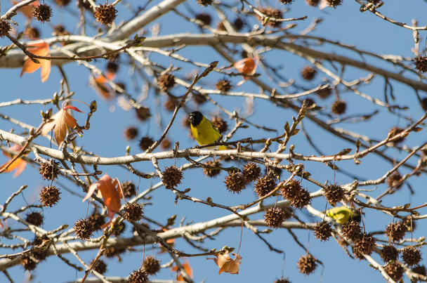 Aves comiendo en el arbol a punto de perder las hojas  2 - Фото, изображение