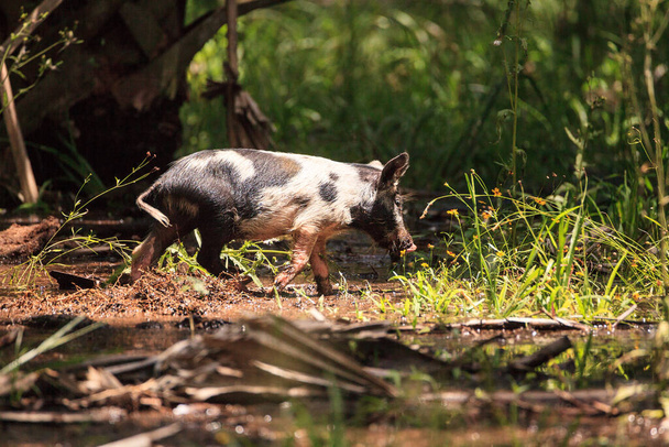 Bambino maiale selvatico chiamato anche maiale selvatico o Sus scrofa foraggio per il cibo nel Myakka River State Park durante la stagione delle inondazioni a Sarasota, Florida. - Foto, immagini