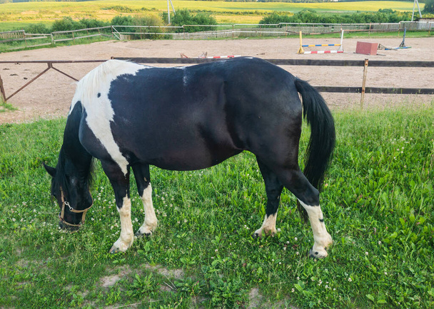 Schwarz-weißes braunes Pferd auf einem Feld auf einer Koppel. Hochwertiges Foto - Foto, Bild