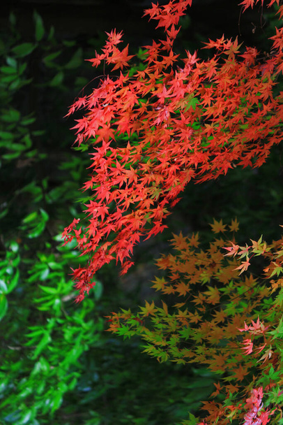 El paisaje otoñal de Japón donde los colores del arce japonés que se están poniendo rojos
 - Foto, Imagen