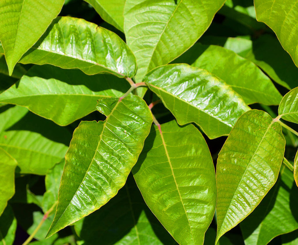 Toxicodendron radikaalit, joka tunnetaan yleisesti nimellä Itä myrkkymuratti, on allergeeninen Aasian ja Itä-Amerikan kukinnan kasvi suvun Toxicodendron. - Valokuva, kuva