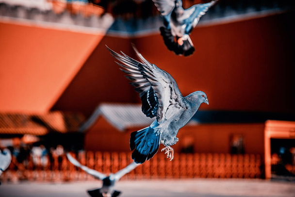 Galambok a Tiltott Város téren Pekingben, Kínában. Galambok repkednek a Vörös Fal előtt Pekingben. Tiltott Város. A tábla kínai fordítása a képen: Meridián kapu. - Fotó, kép