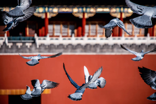 Pekin, Çin 'deki Yasak Şehir Meydanı' ndaki güvercinler. Pekin Yasak Şehri 'nde Kızıl Duvar' ın önünde uçan güvercinler. Resimdeki plaketin Çince çevirisi: Meridian Kapısı. - Fotoğraf, Görsel
