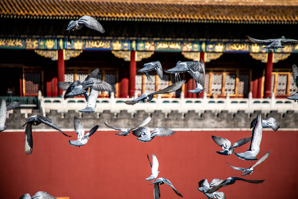 Pigeons on the Forbidden City Square in Beijing, China. Pigeons flying in front of the Red Wall in Beijing Forbidden City. Chinese translation of the plaque in the picture: Meridian Gate. - Photo, Image