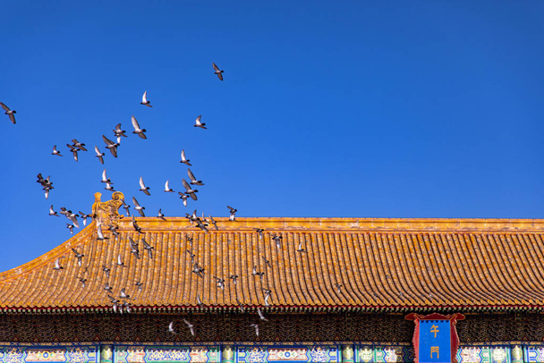 Egy csapat galamb repül a Tiltott Város aranytetőjén Pekingben. A tábla kínai fordítása a képen: Meridián kapu - Fotó, kép